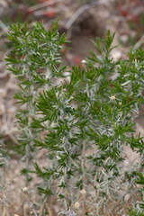 Ericameria linearifolia