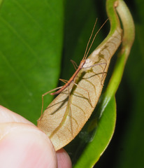 Sipyloidea larryi