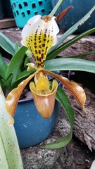 Paphiopedilum