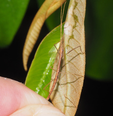 Sipyloidea larryi