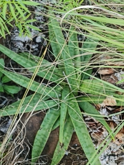 Ledebouria luteola