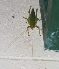 Austrosalomona destructor