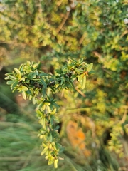 Gymnosporia polyacantha