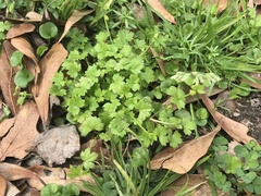 Ranunculus platensis