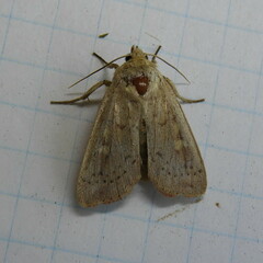 Leucania pseudargyria