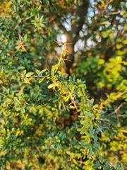 Gymnosporia polyacantha