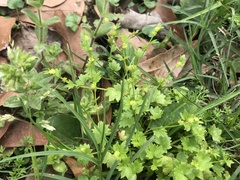 Ranunculus platensis