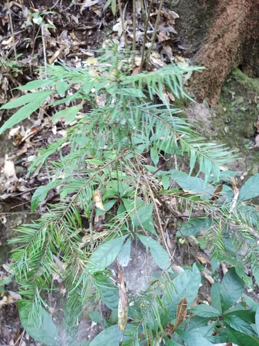 Jalisco fir