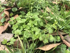 Ranunculus platensis