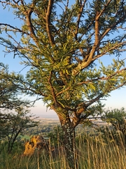 Vachellia robusta