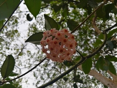 Hoya carnosa
