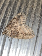 Hydriomena nubilofasciata
