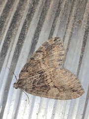 Hydriomena nubilofasciata