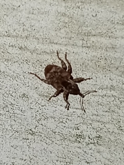 Conotrachelus anaglypticus