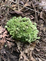 Leucobryum