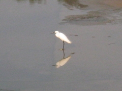 Egretta garzetta