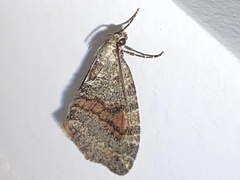 Hydriomena nubilofasciata