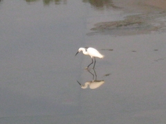 Egretta garzetta