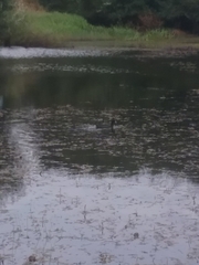 Fulica atra australis