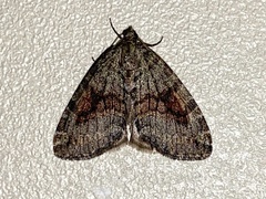 Hydriomena nubilofasciata