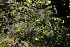Halleria lucida