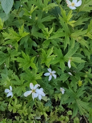 Anemonastrum canadense