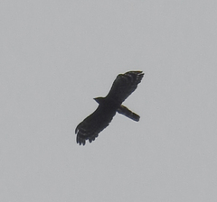 Spizaetus tyrannus
