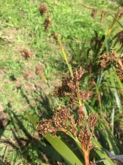 Machaerina sinclairii