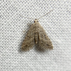 Araeopteron canescens