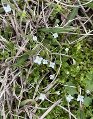 Houstonia pusilla