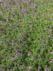 Thymus serpyllum