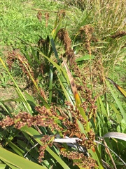 Machaerina sinclairii