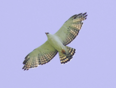 Spizaetus melanoleucus