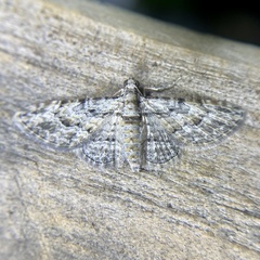 Sigilliclystis insigillata