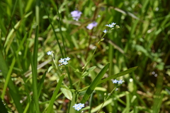 Myosotis laxa