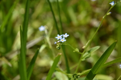 Myosotis laxa