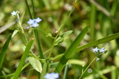 Myosotis laxa