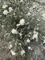 Chaenactis carphoclinia