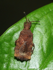 Hesus acuminatus