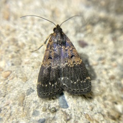 Hydrillodes lentalis