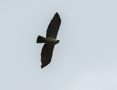 Spizaetus melanoleucus