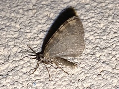 Hydriomena nubilofasciata