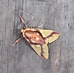 Symphlebia