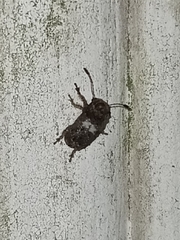 Toxonotus cornutus