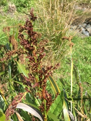 Machaerina sinclairii