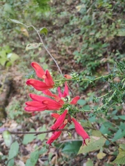 Lamourouxia multifida