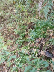 Lamourouxia multifida