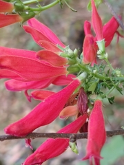 Lamourouxia multifida