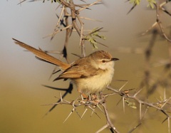Prinia flavicans