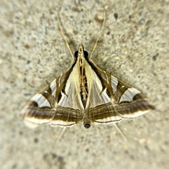 Agrioglypta excelsalis